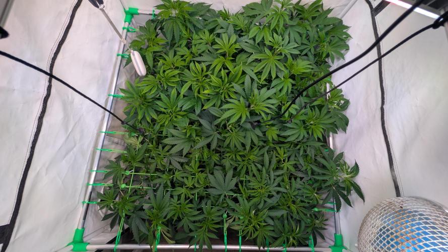 Cup Winning Strains 2026. Week 6