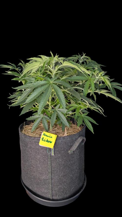 Cup Winning Strains 2026. Week 6