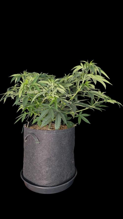 Cup Winning Strains 2026. Week 6