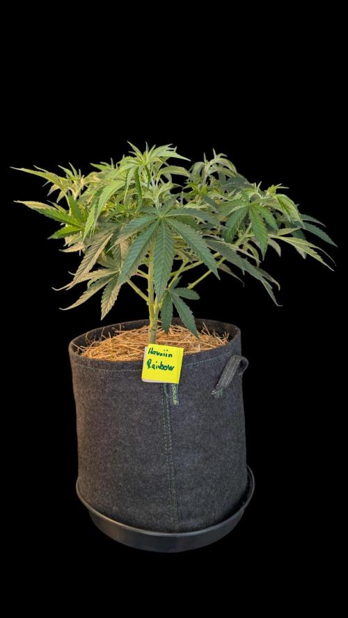 Cup Winning Strains 2026. Week 6