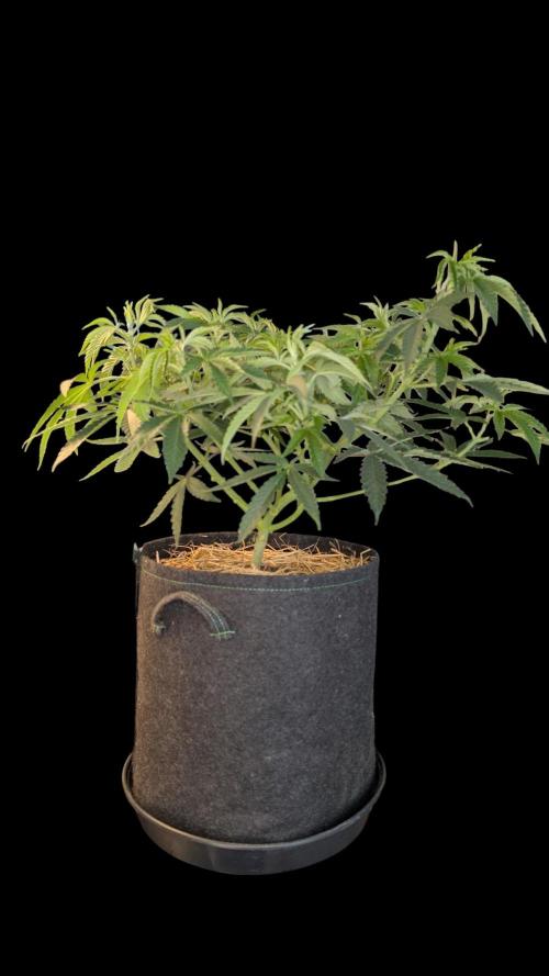 Cup Winning Strains 2026. Week 6