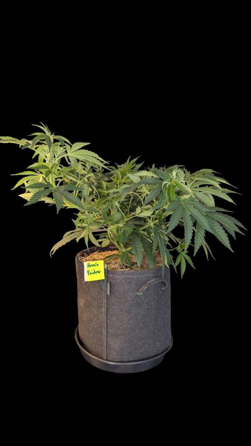 Cup Winning Strains 2026. Week 6