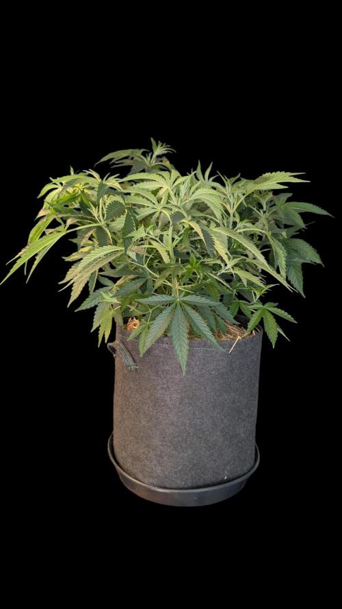Cup Winning Strains 2026. Week 6