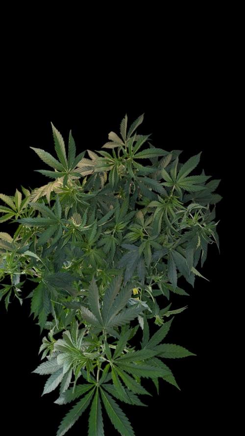 Cup Winning Strains 2026. Week 6