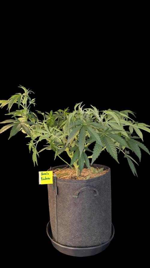 Cup Winning Strains 2026. Week 6