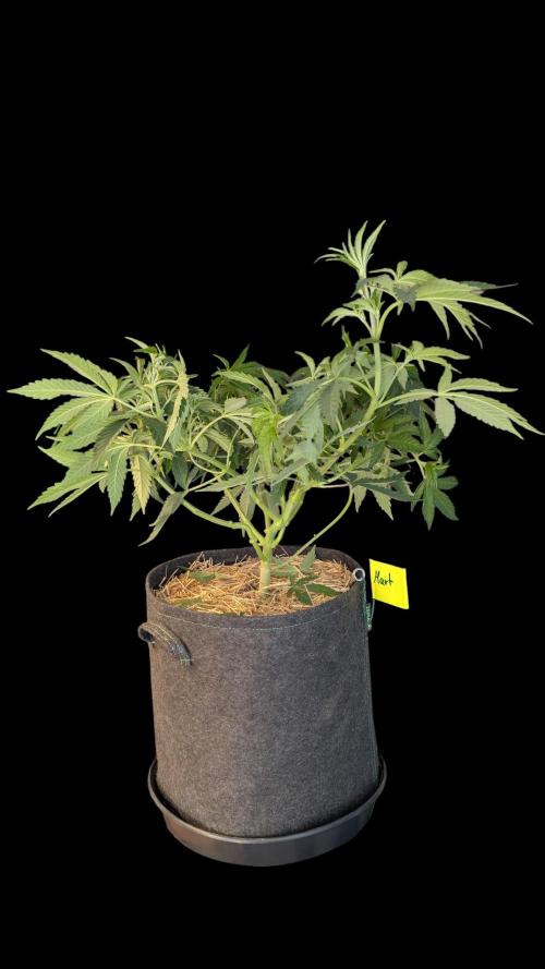 Cup Winning Strains 2026. Week 6