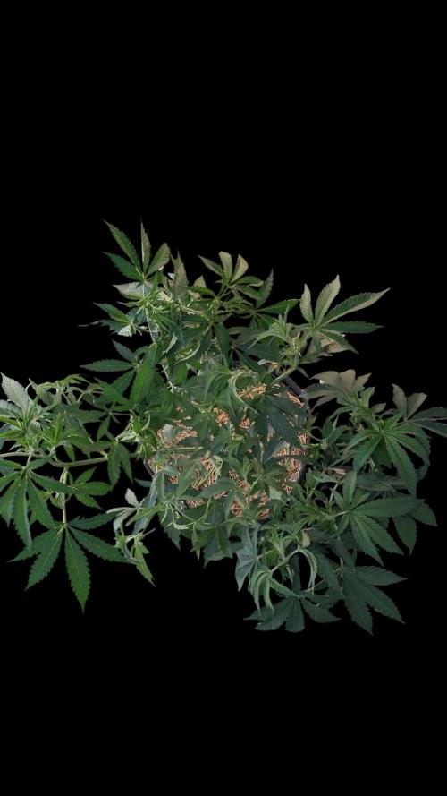 Cup Winning Strains 2026. Week 6