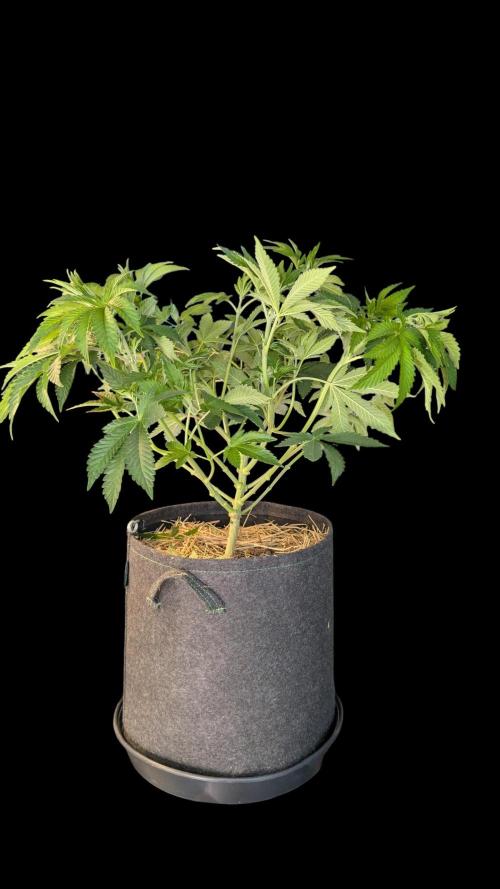 Cup Winning Strains 2026. Week 6