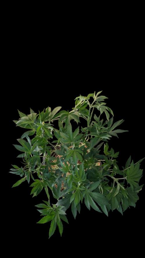 Cup Winning Strains 2026. Week 6