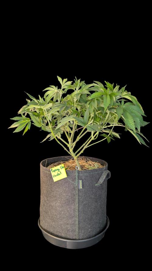Cup Winning Strains 2026. Week 6