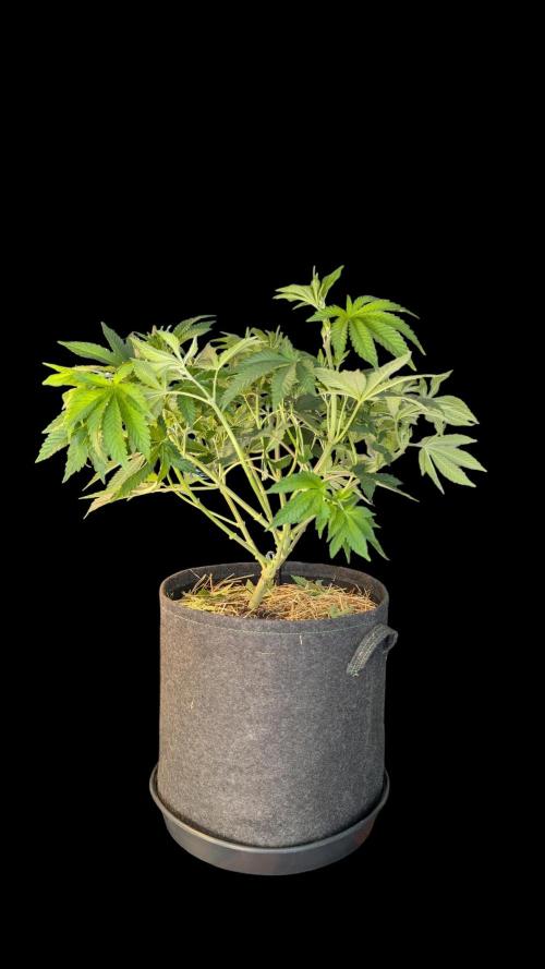 Cup Winning Strains 2026. Week 6