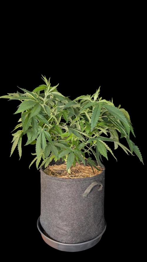 Cup Winning Strains 2026. Week 6