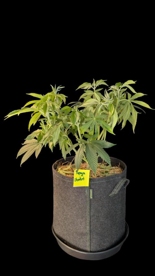Cup Winning Strains 2026. Week 6