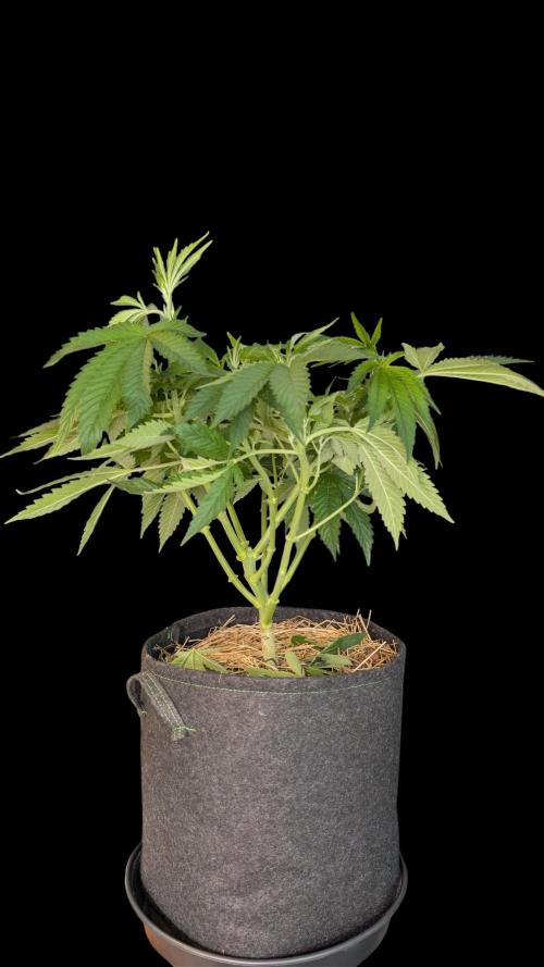 Cup Winning Strains 2026. Week 6