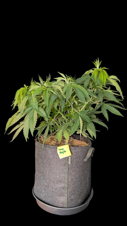 Cup Winning Strains 2026. Week 6