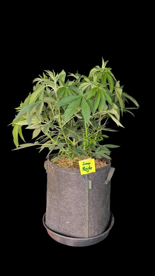Cup Winning Strains 2026. Week 6