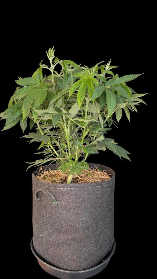 Cup Winning Strains 2026. Week 6