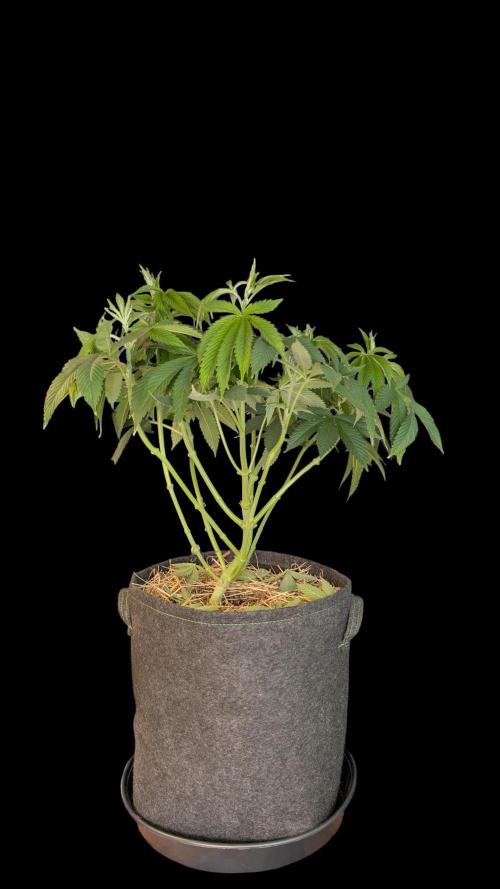 Cup Winning Strains 2026. Week 6