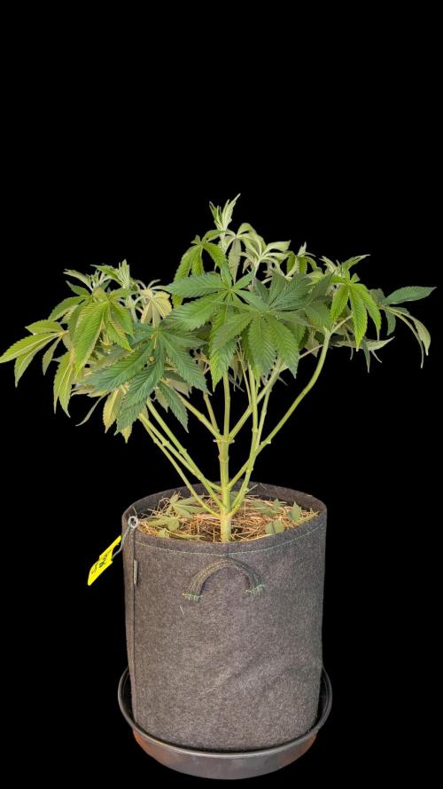 Cup Winning Strains 2026. Week 6