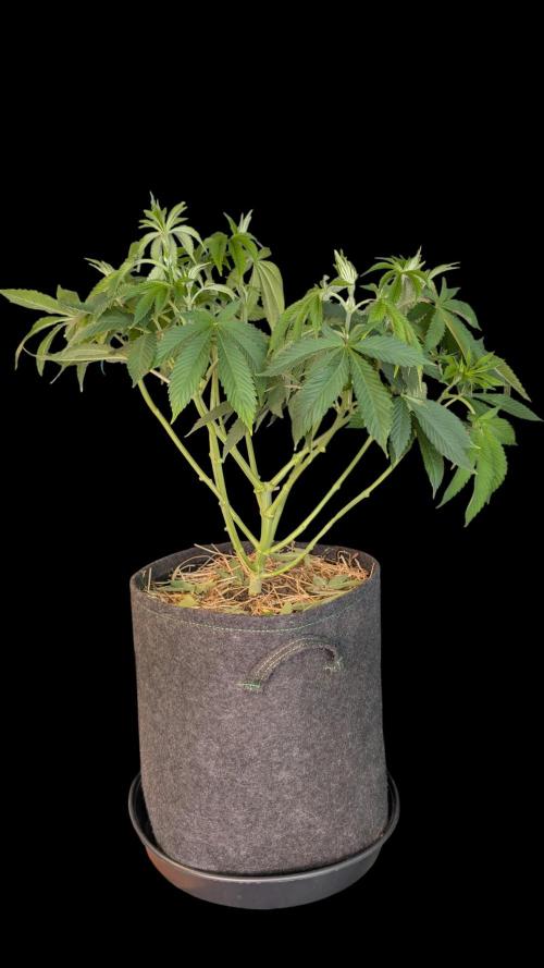 Cup Winning Strains 2026. Week 6