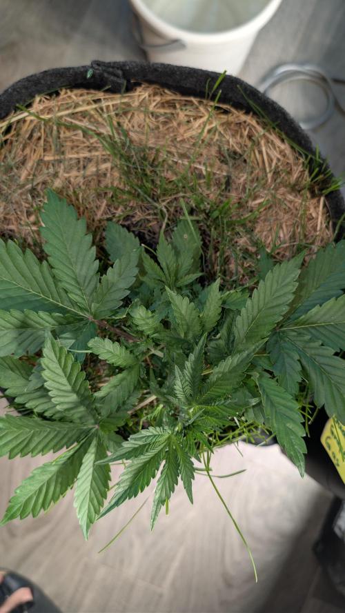 The G-Wagon Autoflower WorldCup 26. Week 4