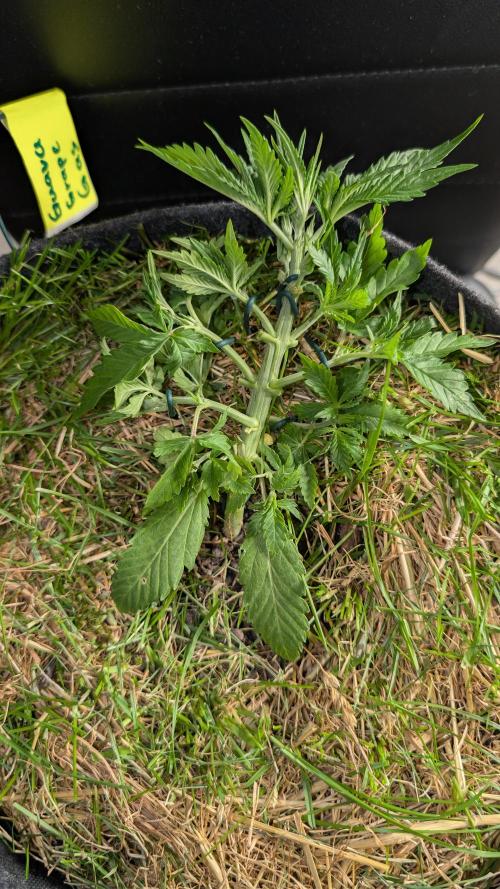 The G-Wagon Autoflower WorldCup 26. Week 4
