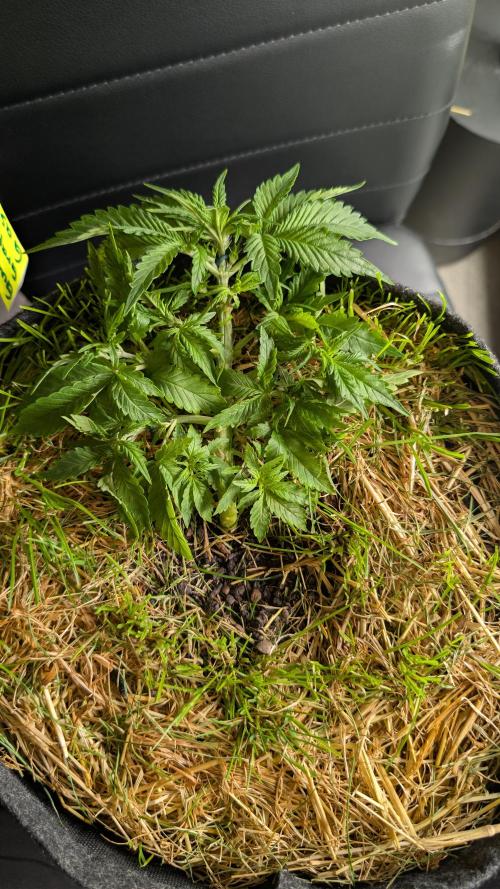 The G-Wagon Autoflower WorldCup 26. Week 4