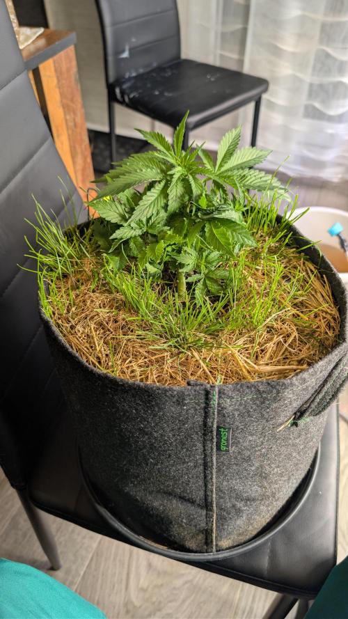 The G-Wagon Autoflower WorldCup 26. Week 4