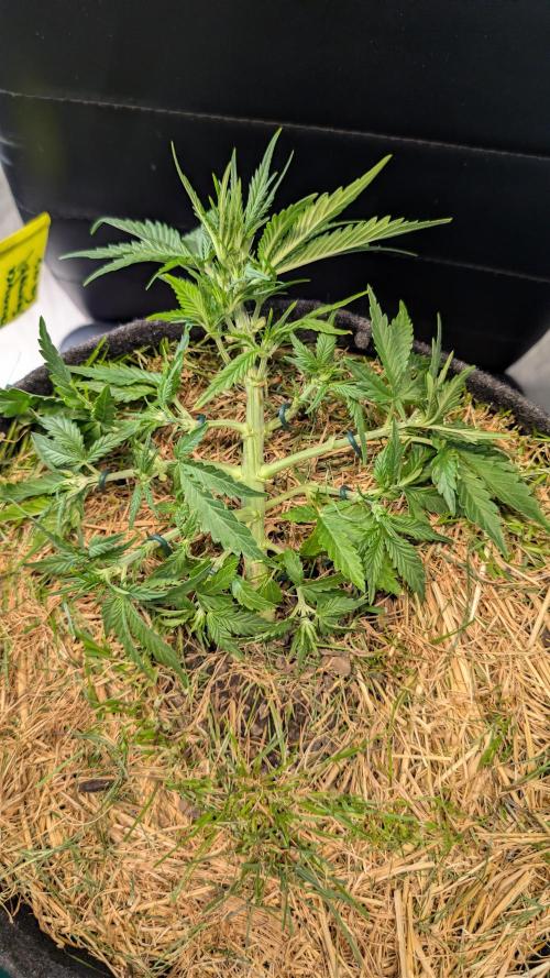The G-Wagon Autoflower WorldCup 26. Week 4