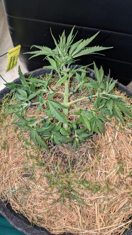The G-Wagon Autoflower WorldCup 26. Week 4