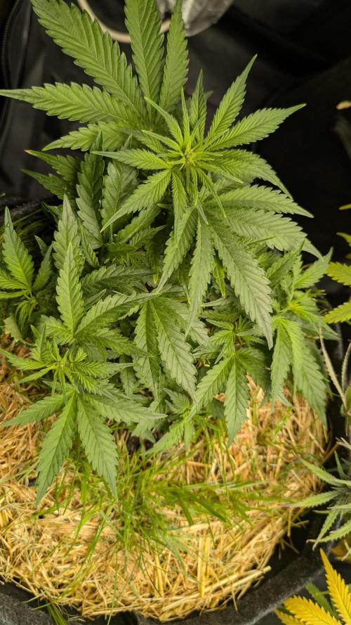 The G-Wagon Autoflower WorldCup 26. Week 4