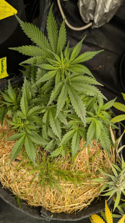 The G-Wagon Autoflower WorldCup 26. Week 4