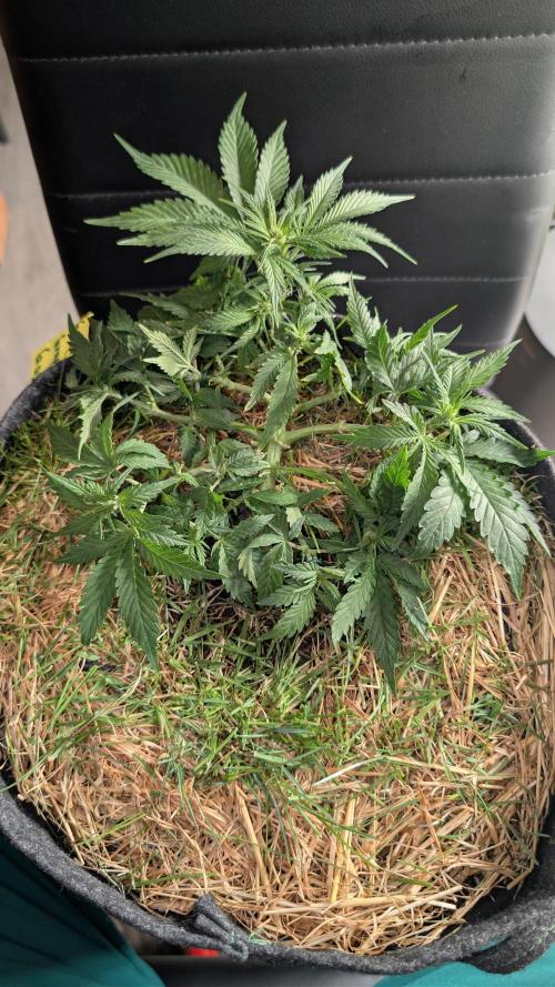 The G-Wagon Autoflower WorldCup 26. Week 4
