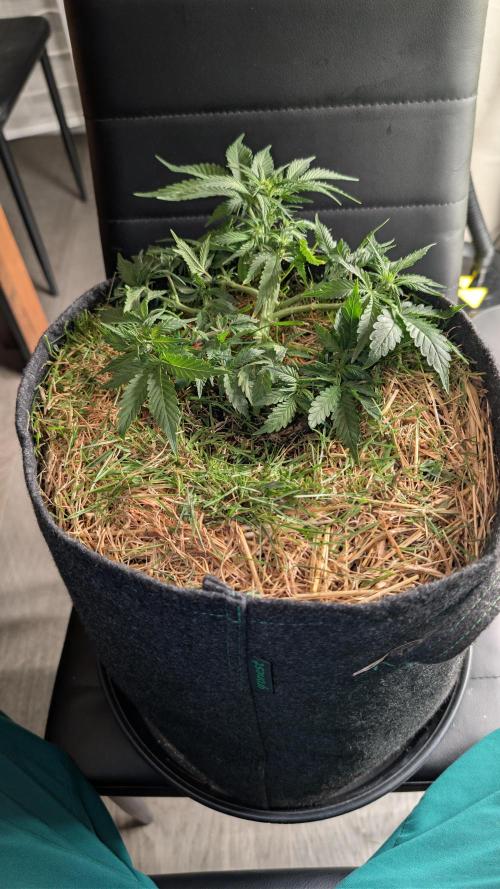 The G-Wagon Autoflower WorldCup 26. Week 4