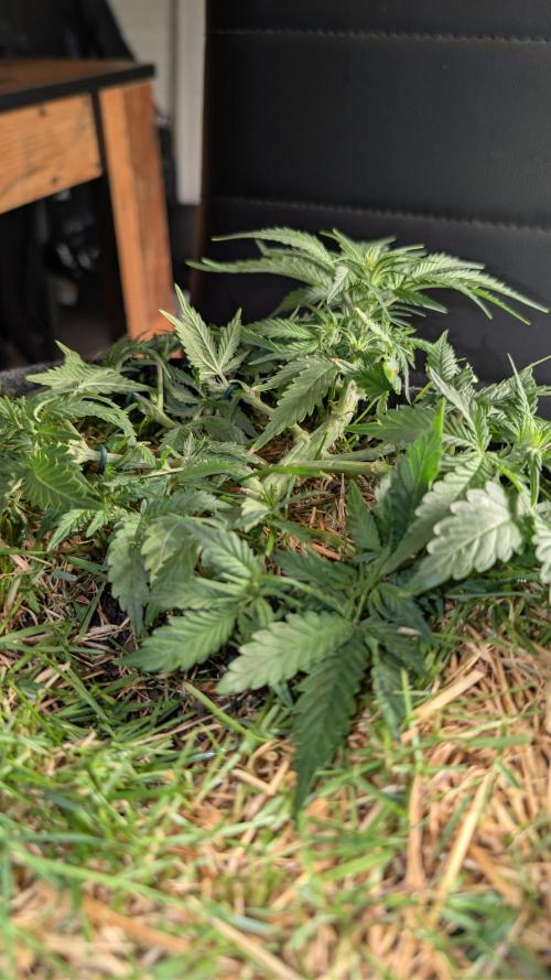 The G-Wagon Autoflower WorldCup 26. Week 4