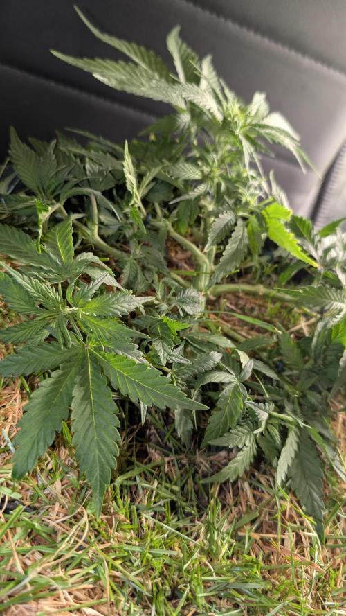The G-Wagon Autoflower WorldCup 26. Week 4