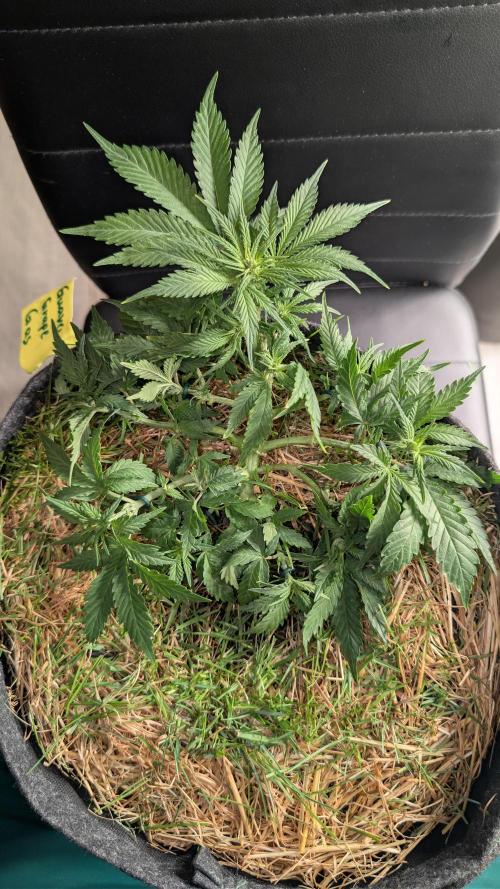The G-Wagon Autoflower WorldCup 26. Week 4