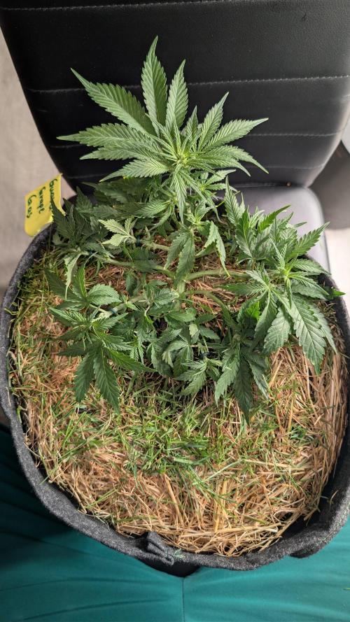 The G-Wagon Autoflower WorldCup 26. Week 4