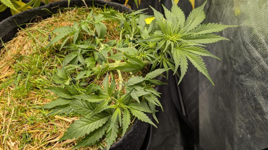 The G-Wagon Autoflower WorldCup 26. Week 4