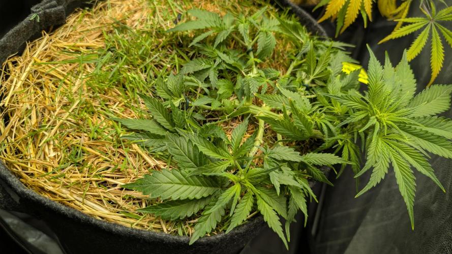 The G-Wagon Autoflower WorldCup 26. Week 4