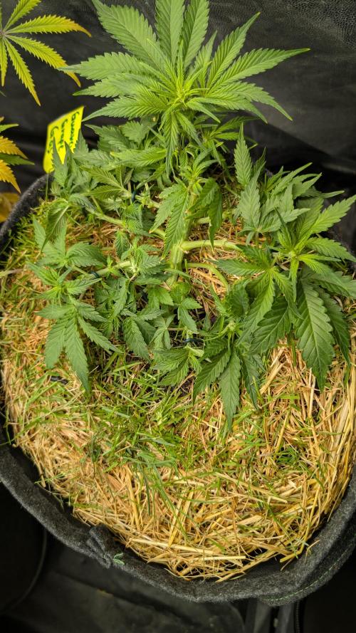 The G-Wagon Autoflower WorldCup 26. Week 4