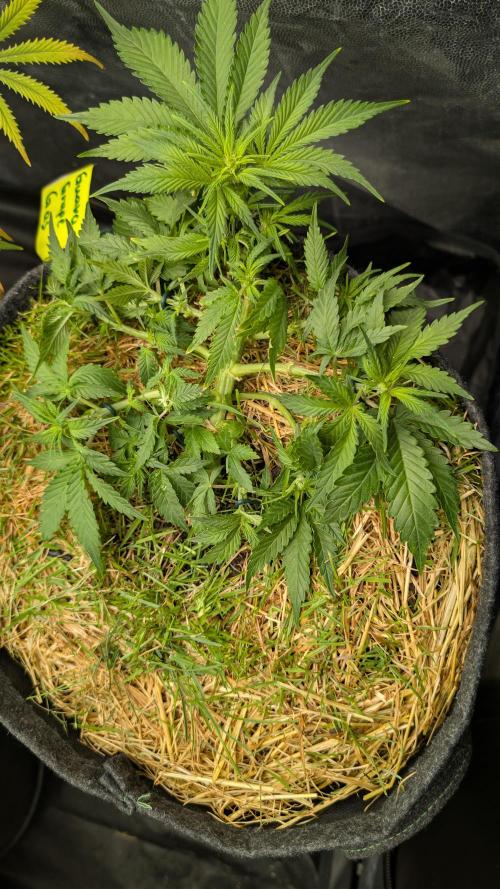 The G-Wagon Autoflower WorldCup 26. Week 4