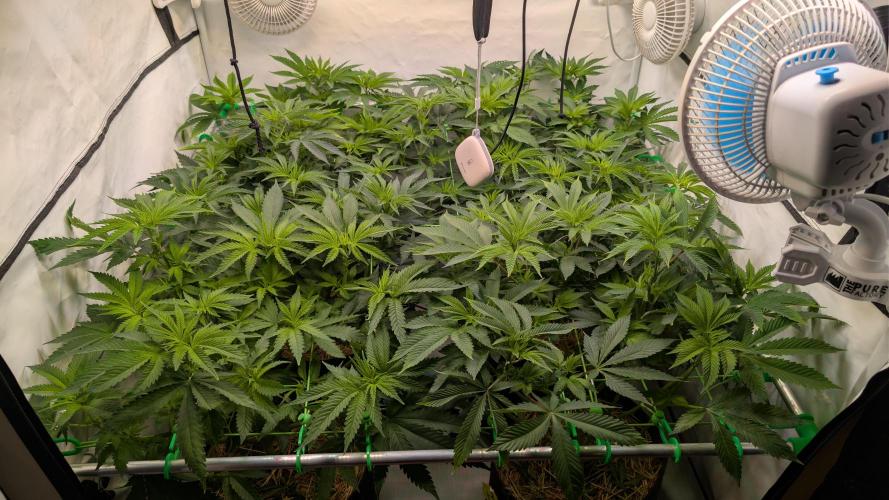 Cup Winning Strains 2026. Week 7