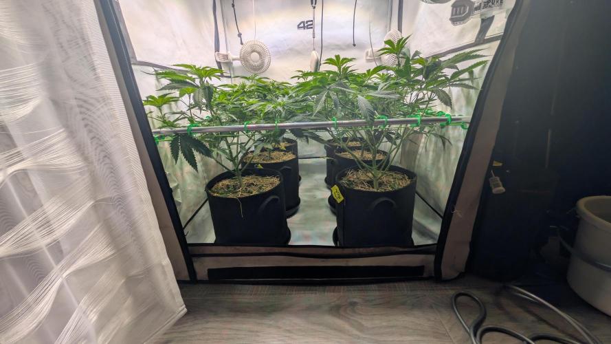 Cup Winning Strains 2026. Week 7