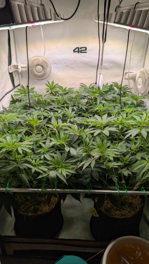 Cup Winning Strains 2026. Week 7