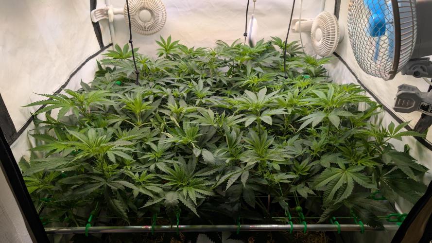 Cup Winning Strains 2026. Week 7