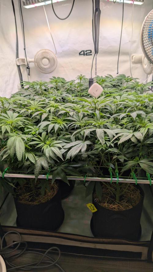 Cup Winning Strains 2026. Week 7