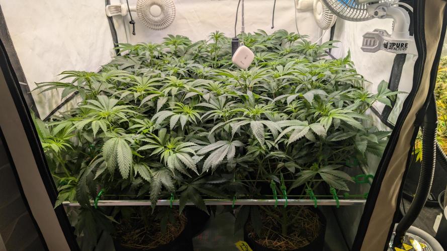 Cup Winning Strains 2026. Week 7