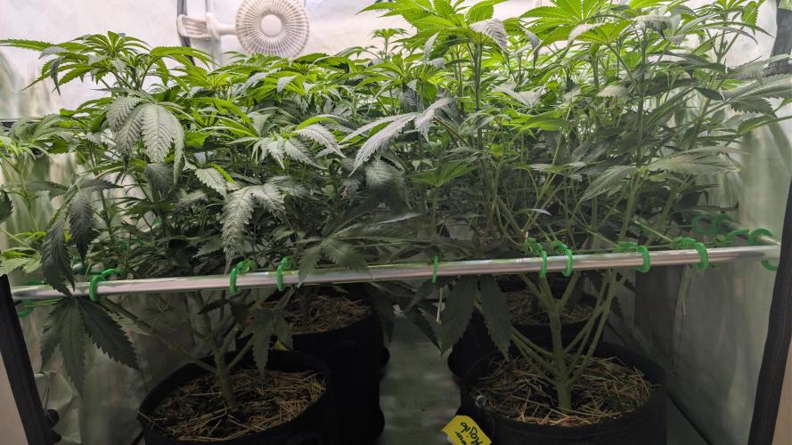 Cup Winning Strains 2026. Week 7