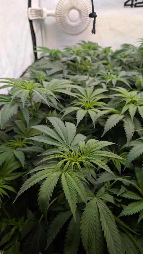 Cup Winning Strains 2026. Week 7